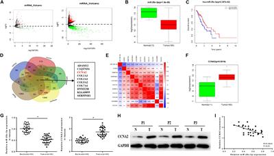 MiR-29c-3p Suppresses the Migration, Invasion and Cell Cycle in Esophageal Carcinoma via CCNA2/p53 Axis